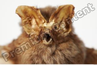 European Bat - Barbastella barbastellus 0004